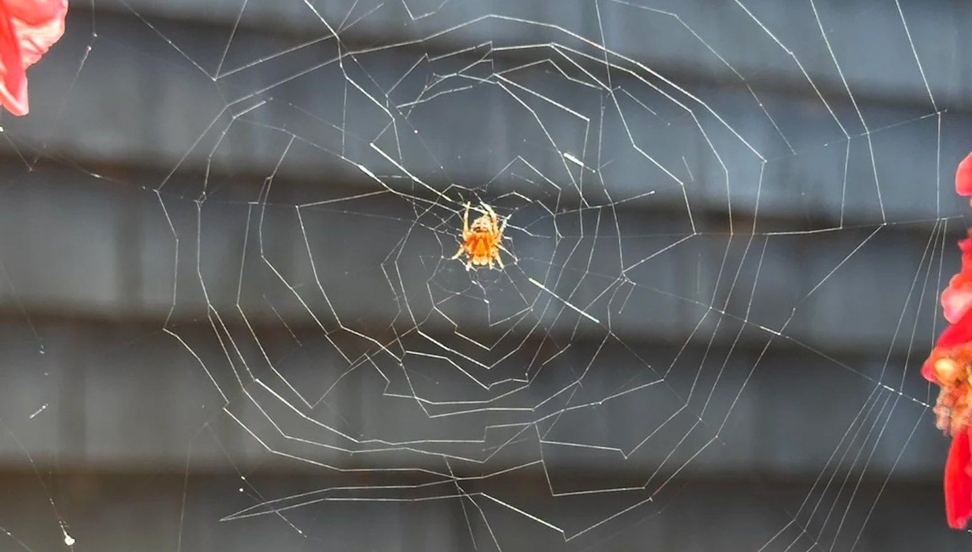 An orange spider sits in the center of a web against a dark background with red flower petals nearby.