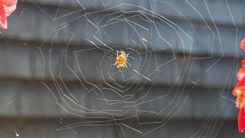 An orange spider sits in the center of a web against a dark background with red flower petals nearby.