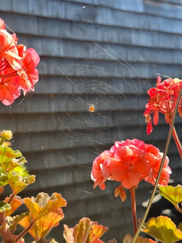 A spider in the middle of a non-uniform web spun between red flowers.