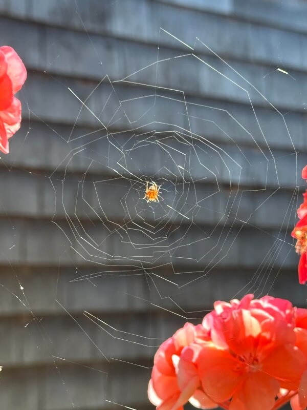 A spider in the middle of a non-uniform web spun between red flowers.