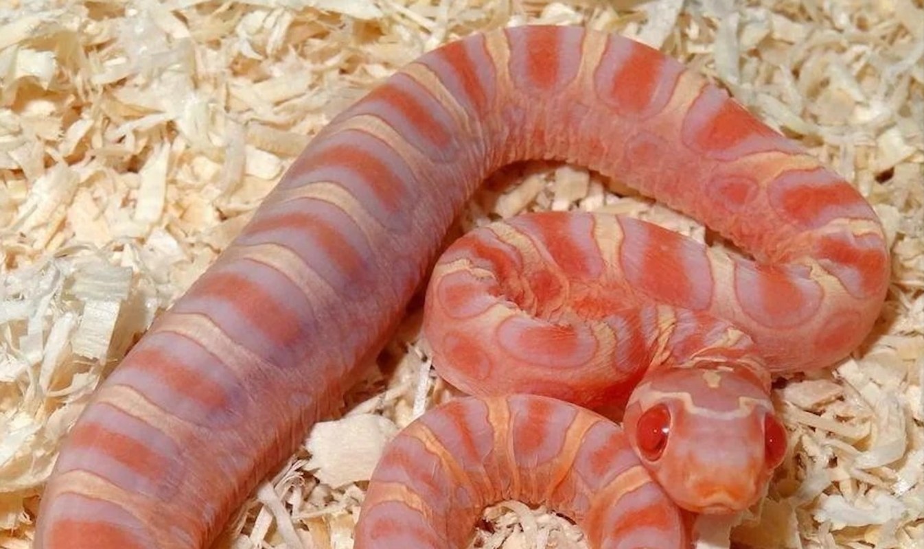 A pink-and-orange striped snake rests on a bed of wood shavings.