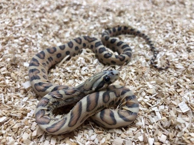 snake rests on a bed of wood shavings