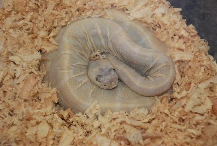 Rare mutation creates scaleless snakes, sparking ethics concerns