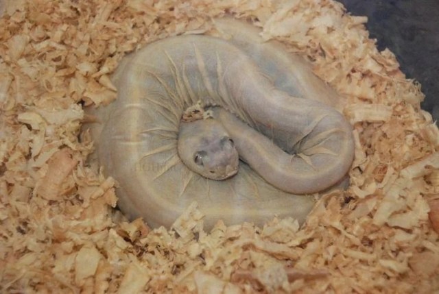 snake rests on a bed of wood shavings
