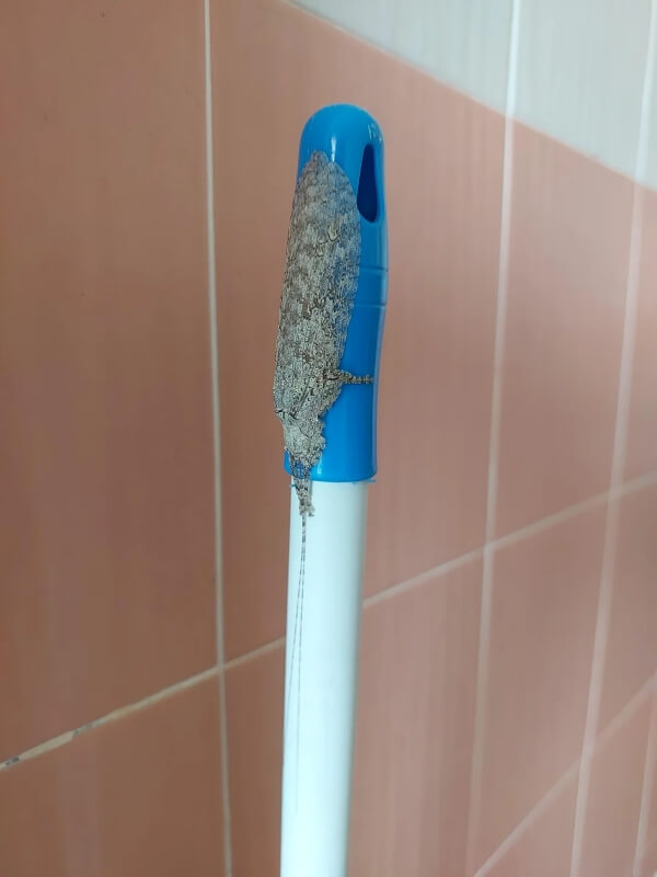A moth with a textured, grayish-brown body clings to a broom handle in front of pink tile. 