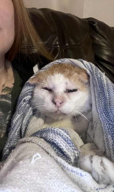 The orange-and-white cat being held by the woman while wrapped in a blanket.