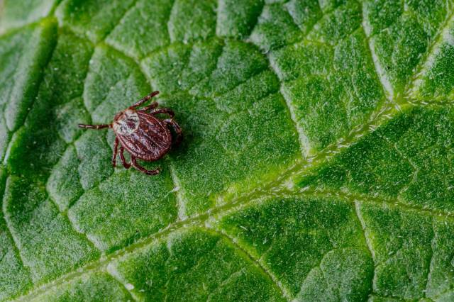 A dog tick on a leaf.
