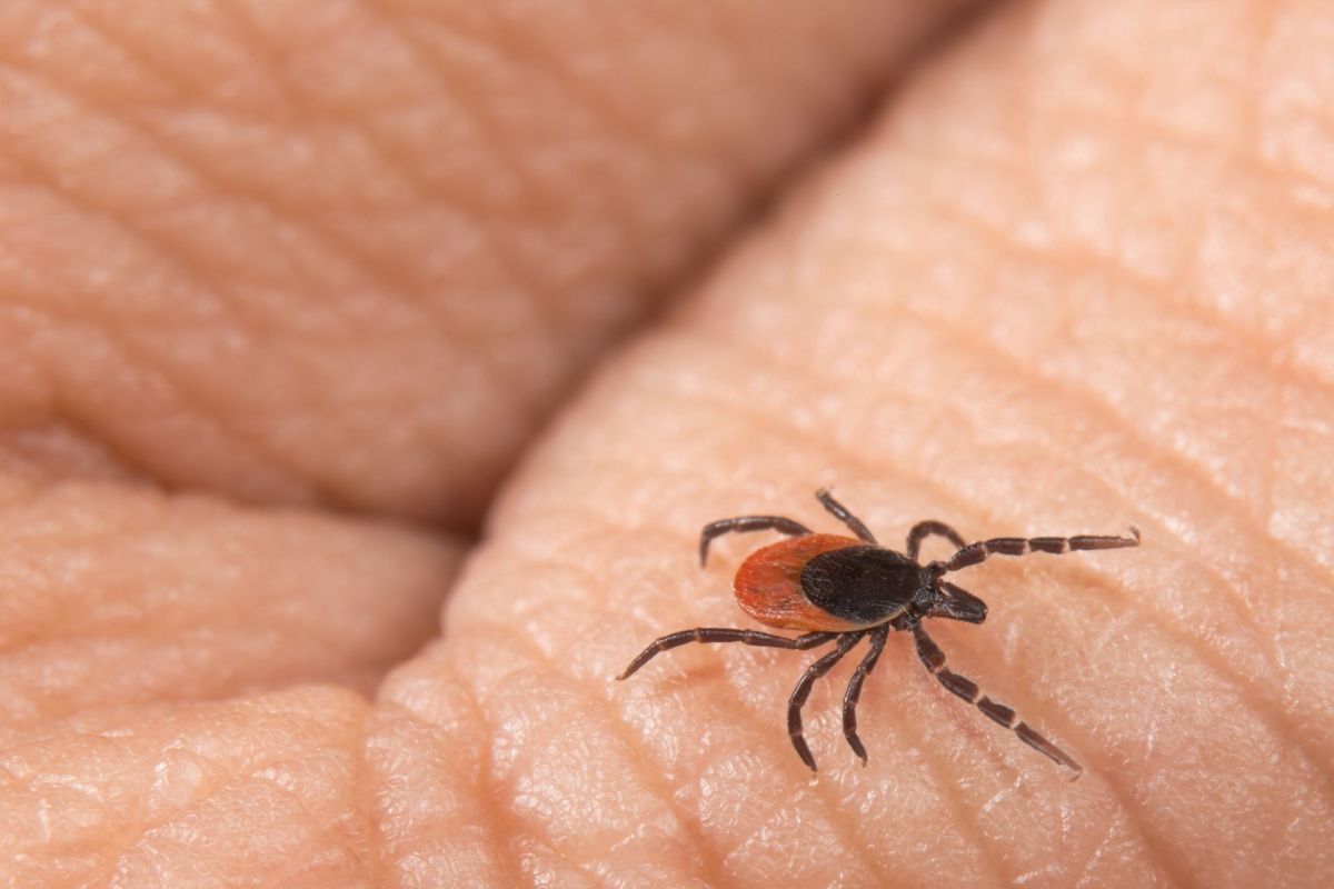 A tick on someone's hand.