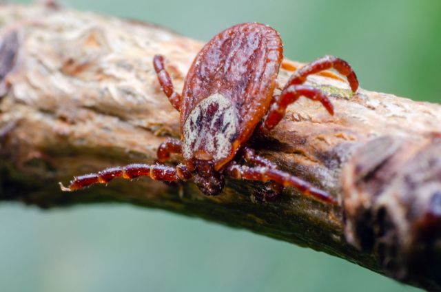 A tick on a wooden branch.