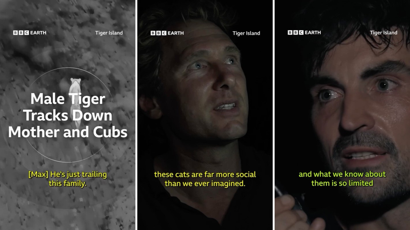 A male tiger is tracked by researchers discussing its social behavior in a dark setting.