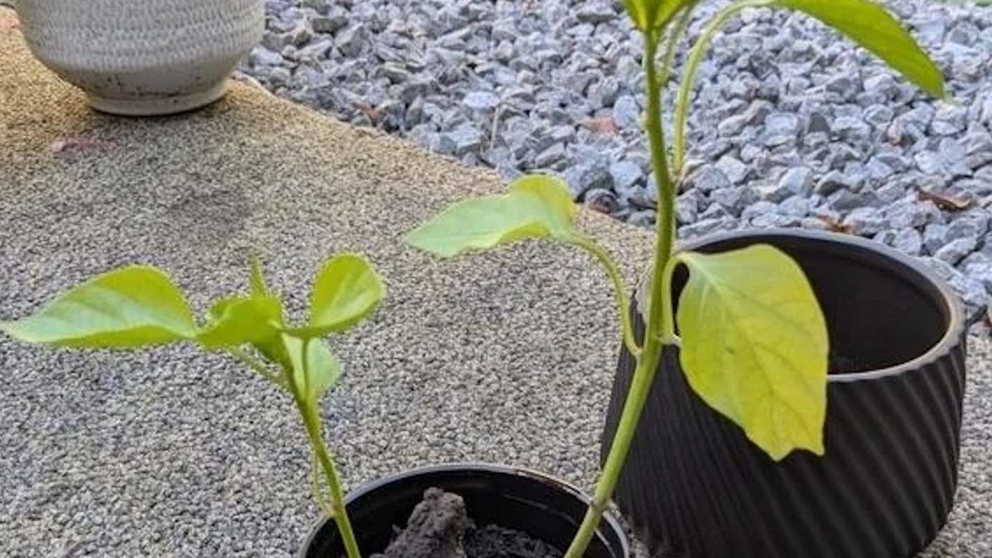 Two small green plants in black pots on a textured surface, with a decorative pot in the background.
