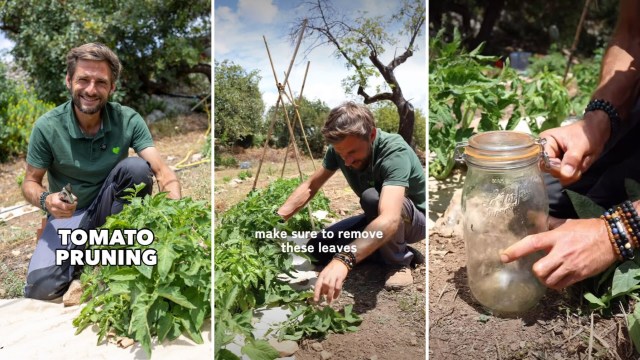 A man demonstrating tomato pruning techniques in a garden with a glass jar nearby.
