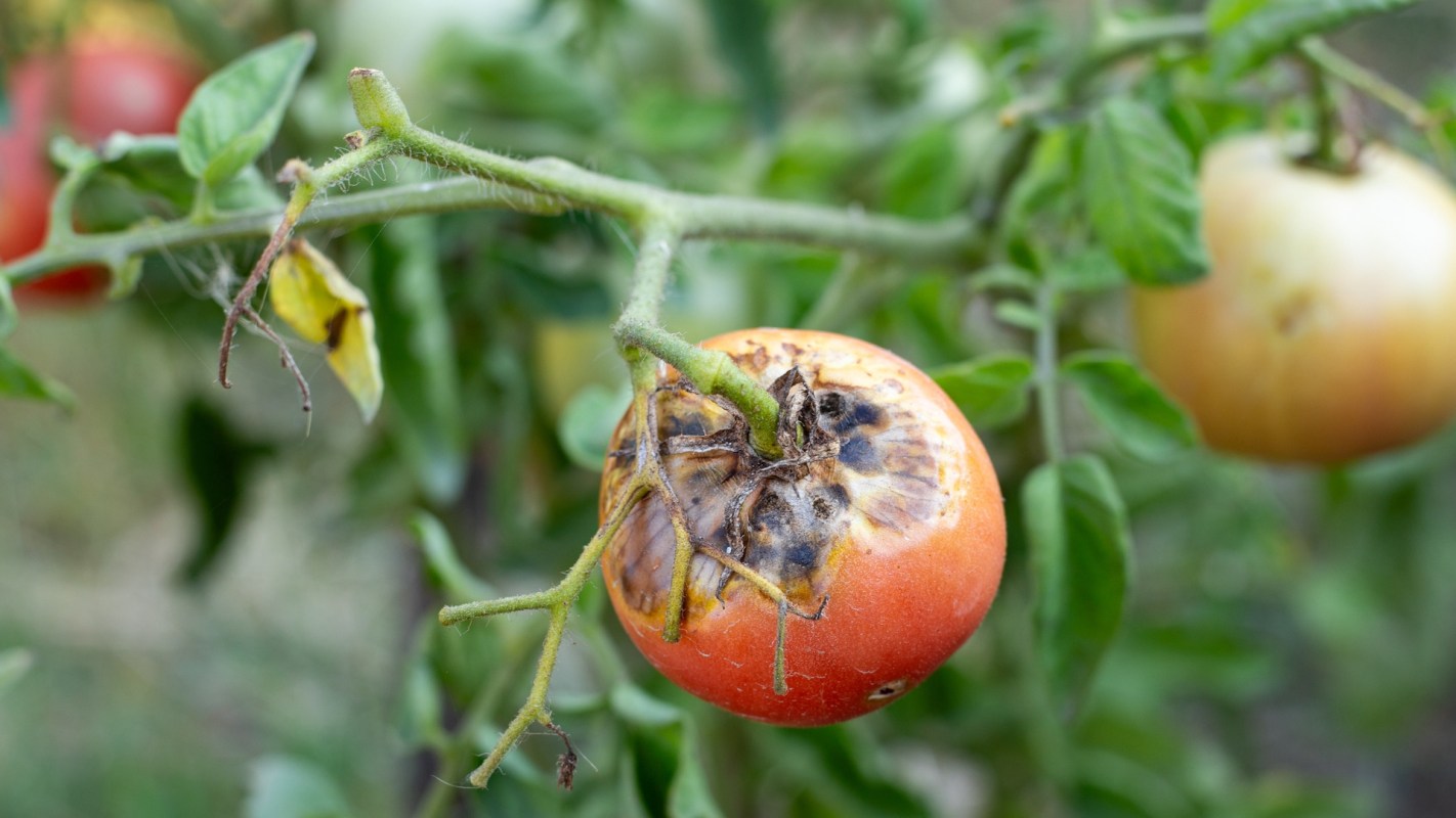 A partially rotten tomato hangs on a vine, surrounded by healthy green leaves and other tomatoes.