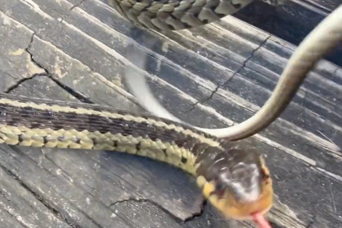 A snake on a wooden surface flicks its tongue.