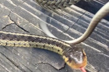 A snake on a wooden surface flicks its tongue.