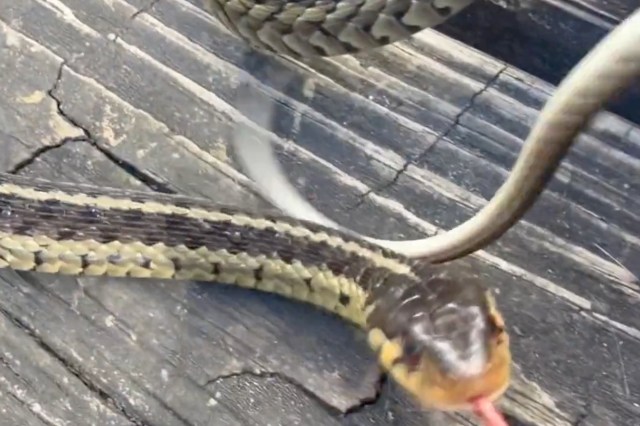 A snake on a wooden surface flicks its tongue.