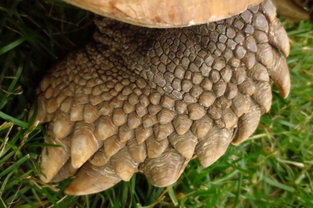 A close-up of a textured tortoise foot resting on green grass.