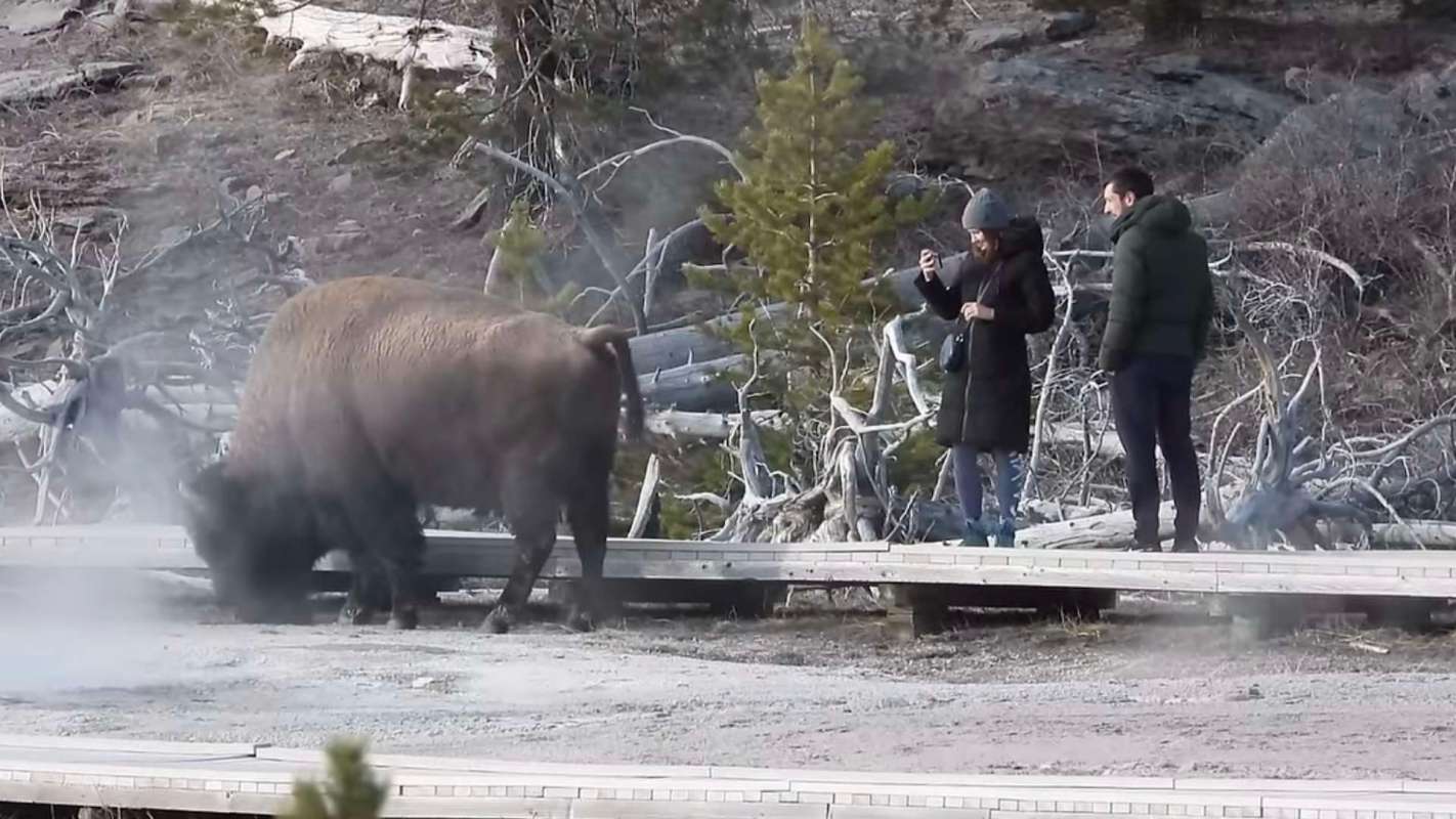 Two tourists near a bison at Yellowstone.