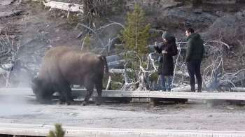 Two tourists near a bison at Yellowstone.