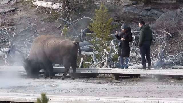 Two tourists near a bison at Yellowstone.
