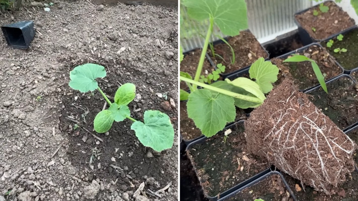 A young plant in soil on the left and its root system on the right.