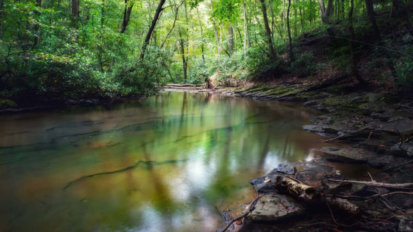 A serene forest scene featuring a calm, reflective body of water surrounded by lush greenery.