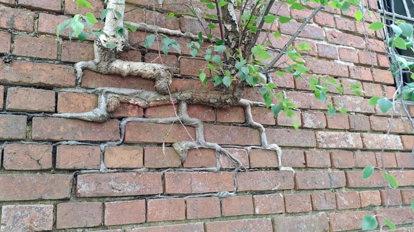 A tree grows through cracks in a weathered brick wall, with visible roots intertwining along the surface.