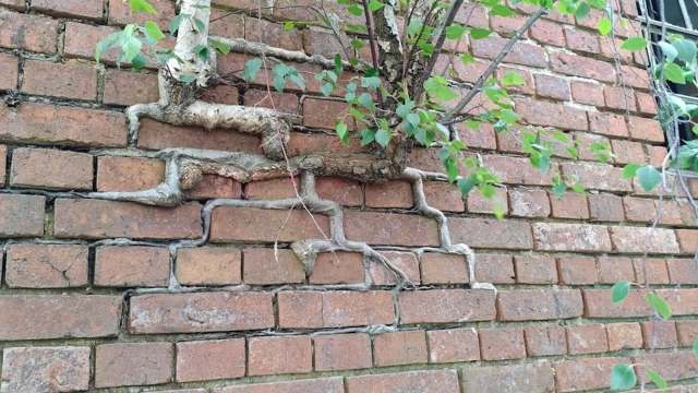 A tree grows through cracks in a weathered brick wall, with visible roots intertwining along the surface.
