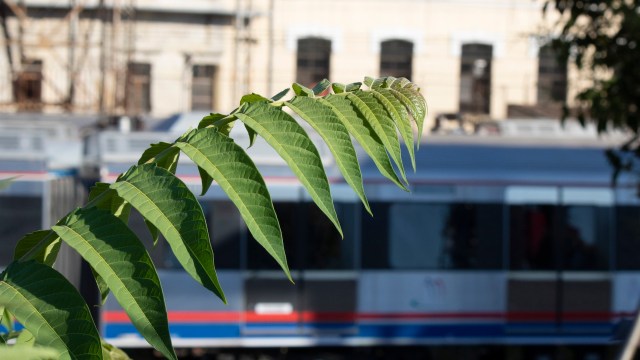 A close-up of vibrant green leaves with a train blurred in the background.