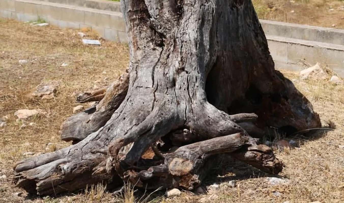 The base of a large, gnarled tree trunk with exposed roots on dry ground.