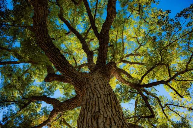 A large tree with branches and leaves.