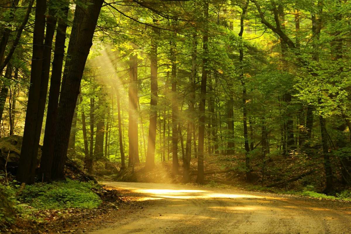 A winding dirt path through a sunlit forest.
