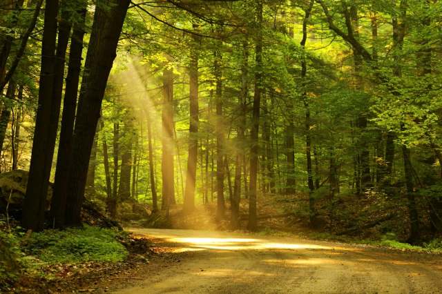 A winding dirt path through a sunlit forest.