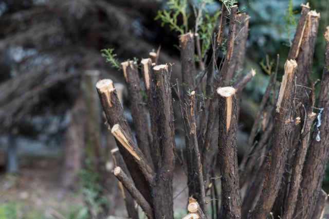 A cluster of cut tree branches with exposed, fresh ends and small green leaves sprouting.