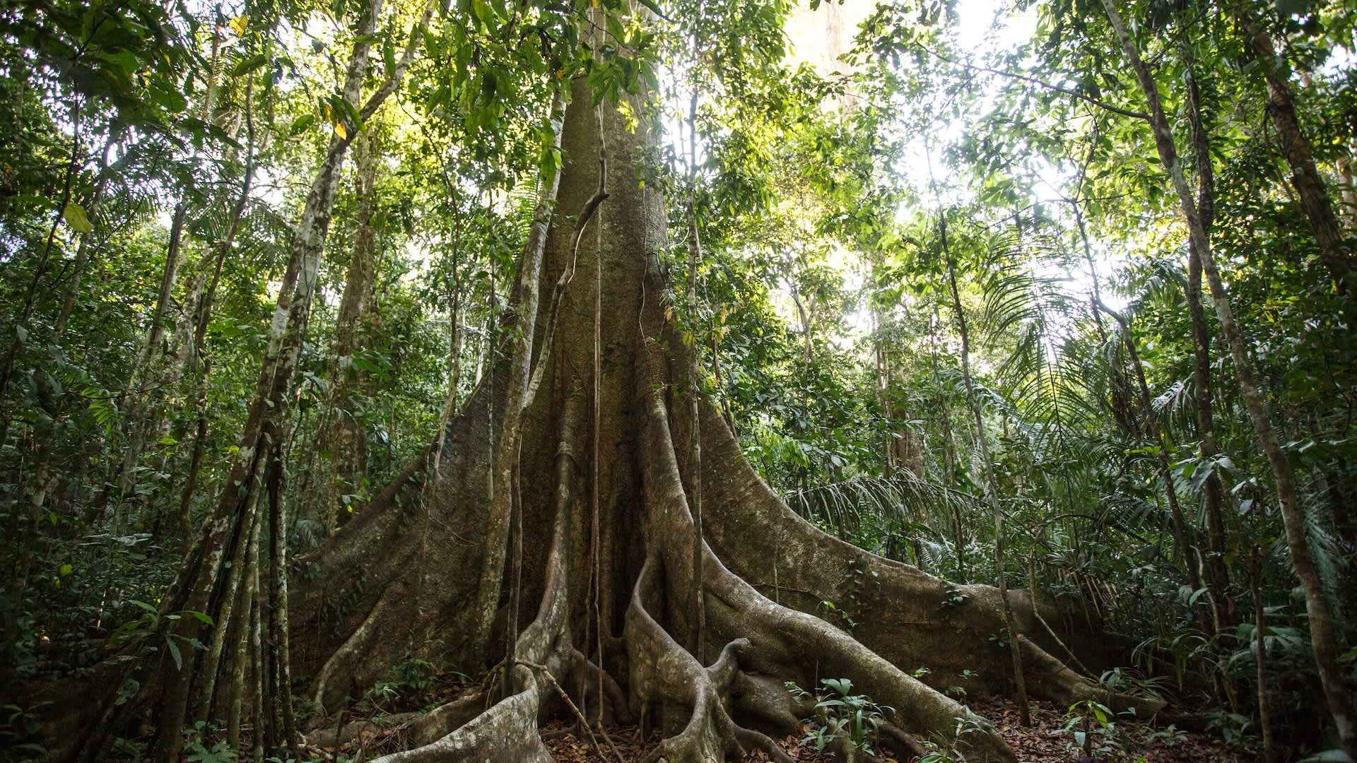 Airborne study suggests tropical forests are absorbing less air pollution than models predict