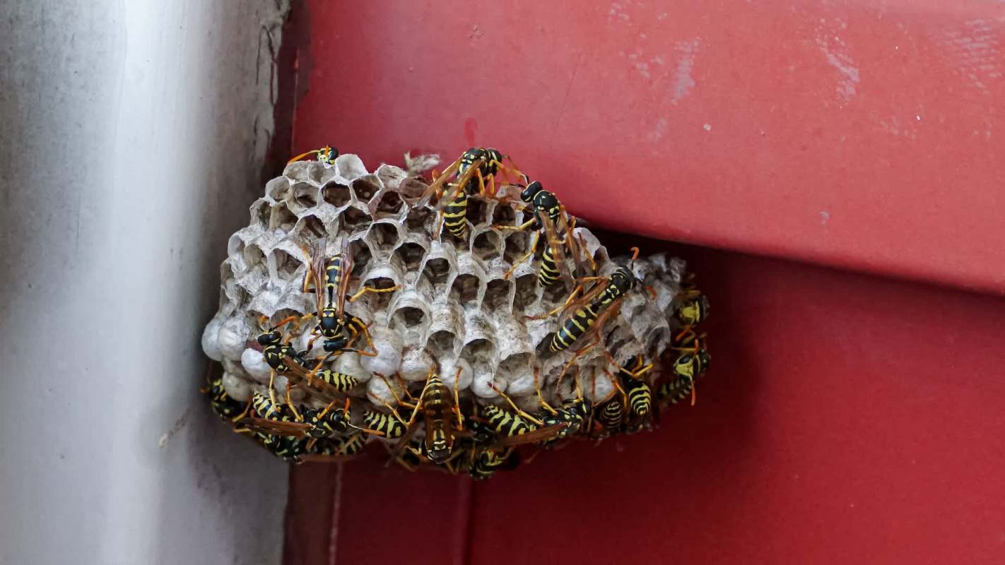 A cluster of yellow and black wasps on a honeycomb nest attached to a red surface.