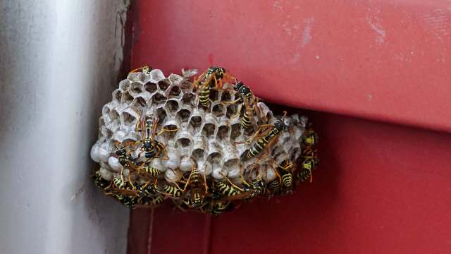 A cluster of yellow and black wasps on a honeycomb nest attached to a red surface.