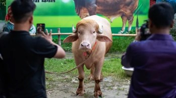 A brown and white cow stands in a grassy area while two people photograph it with their phones.