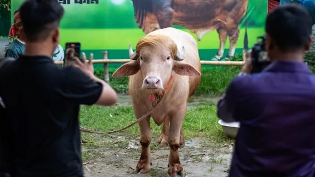 A brown and white cow stands in a grassy area while two people photograph it with their phones.