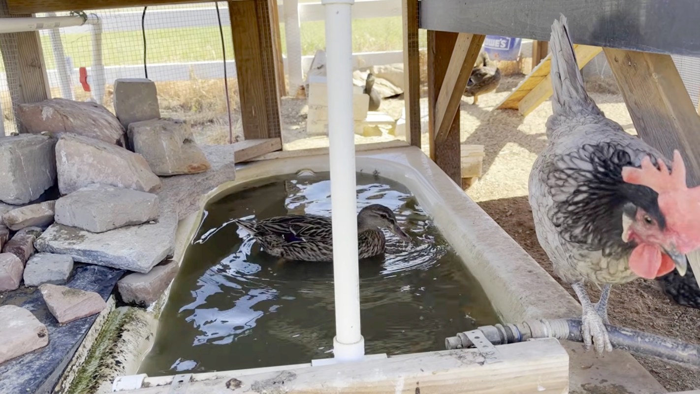 A duck swims in a shallow water trough beside a chicken in a rustic outdoor pen.