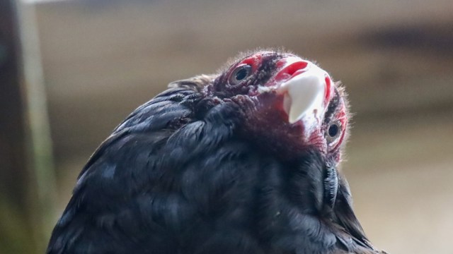 A vulture with dark feathers and a red facial pattern, looking curiously at the camera.