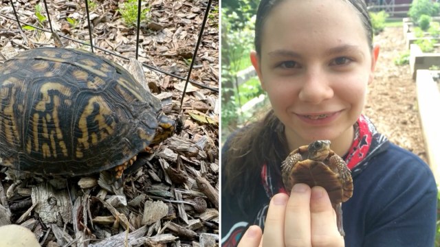 A girl holds a small turtle while another turtle crawls on the ground nearby in a natural setting.