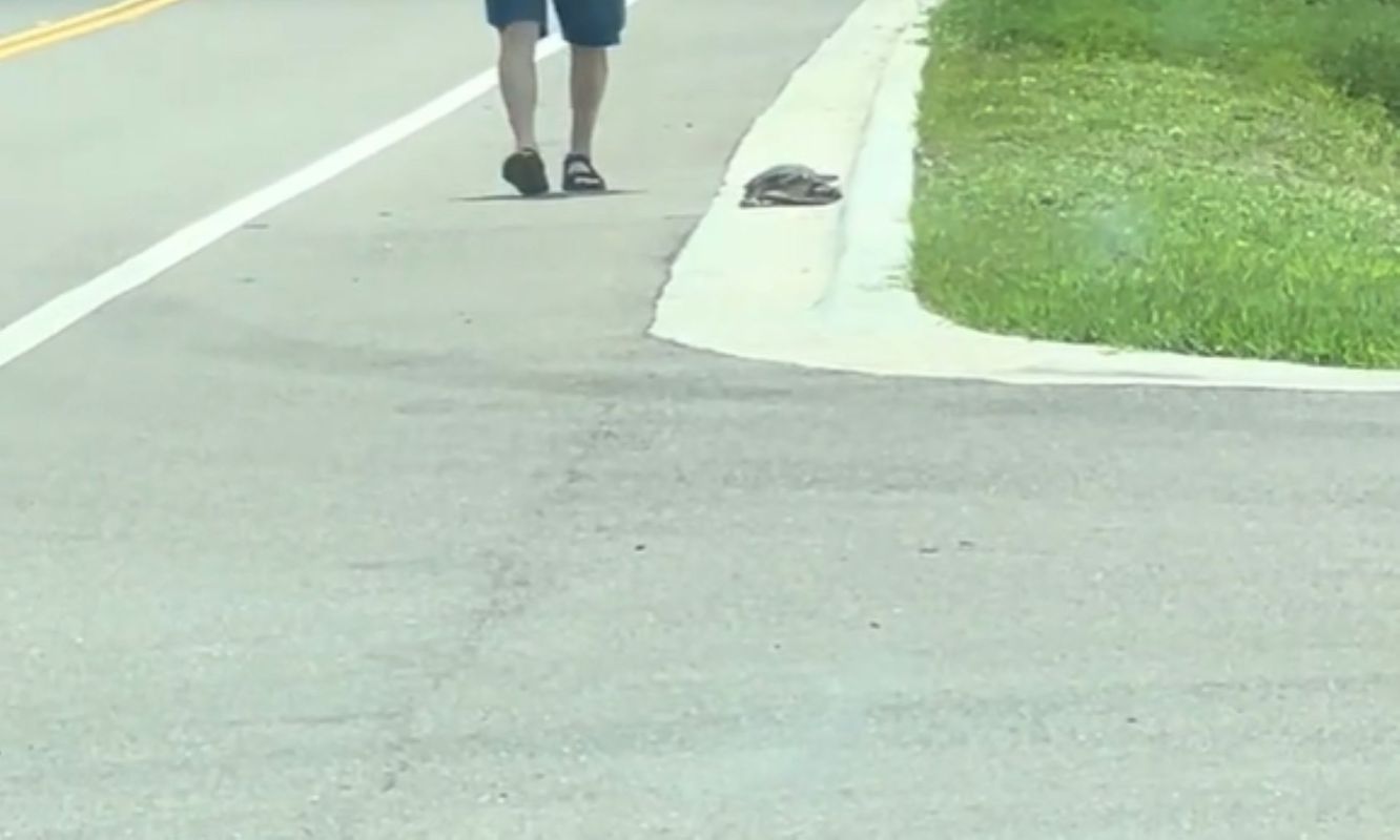 A person walks a turtle long a road.