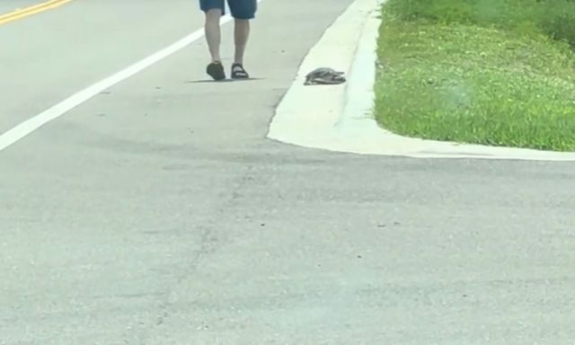 A person walks a turtle long a road.
