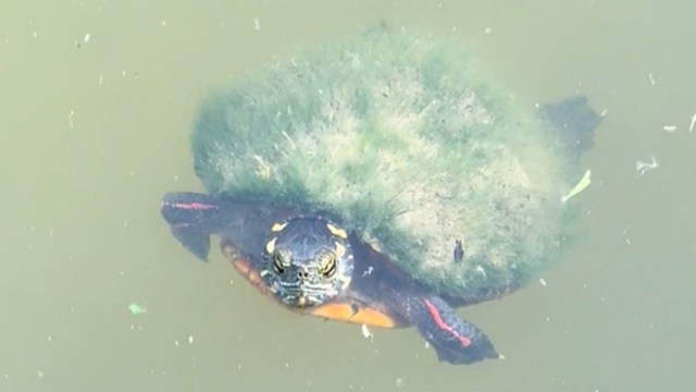 A turtle with moss on its back swims in murky water.