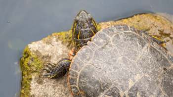 A turtle resting on a mossy rock beside still water, with vibrant markings on its shell.
