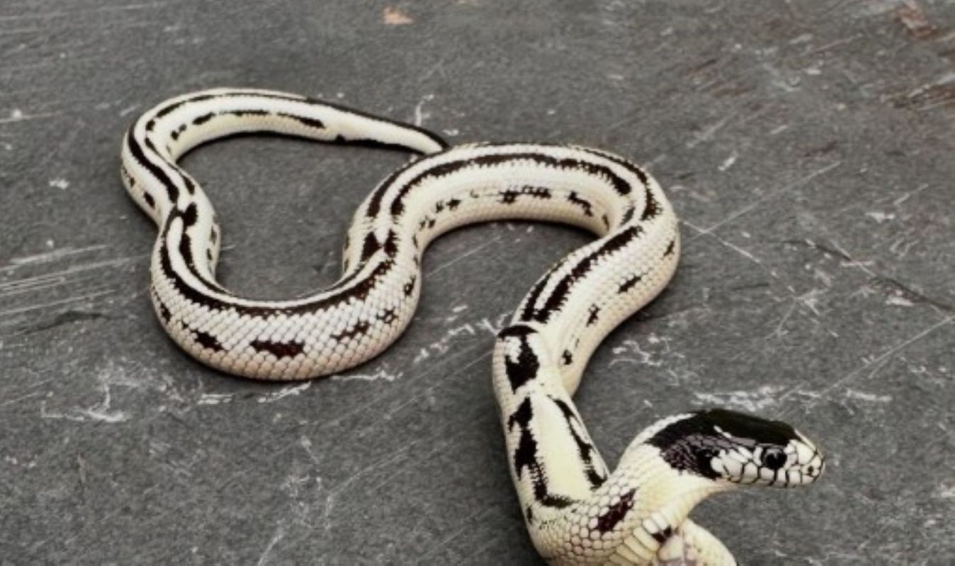A two-headed snake with one head visible.