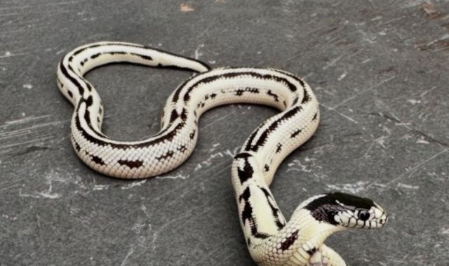 A two-headed snake with one head visible.