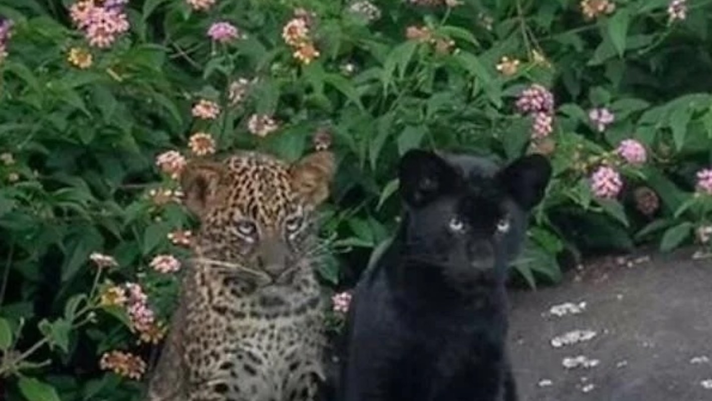 A spotted leopard and a black panther sit side by side in front of colorful flowering plants.