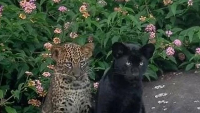 A spotted leopard and a black panther sit side by side in front of colorful flowering plants.